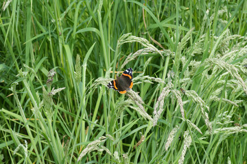 Closeup on a single Vanessa atalanta butterfly sitting in a the grass