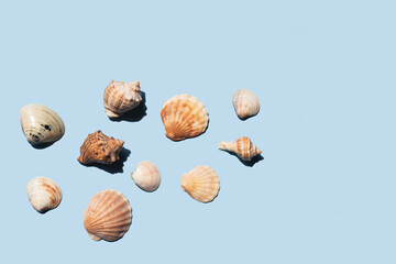 Composition with sea shell and starfish on blue minimal background. Summer frame concept, travel vacation pattern. Ocean shells isolated, marine set. Flat lay, top view, place for text, copy space