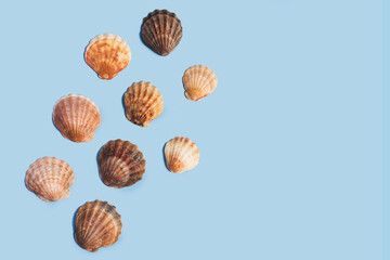 Composition with sea shell on blue minimal background. Summer frame concept, travel vacation pattern. Ocean shells isolated, marine set. Flat lay, top view, place for text, copy space banner