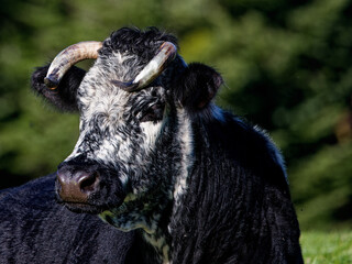 vache de race vosgienne