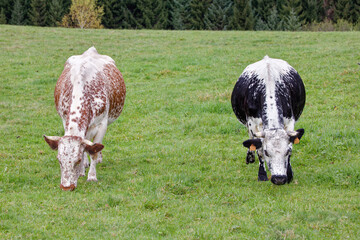 vache de race vosgienne