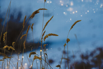 Winter grasses along frozen lakes sparkle in the coolness