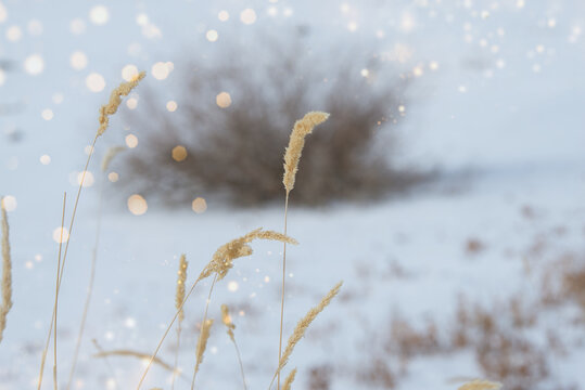 Grasses in the snow along lake with star dust effect