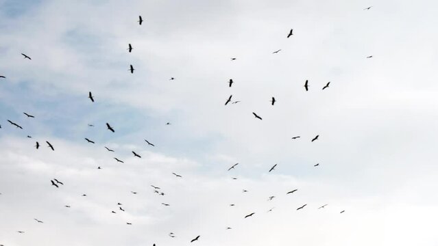 Vultures flying in the sky above cadaver