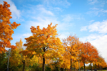  Laubbäume in herbstlichen Farben, Bayern, Deutschland, Europa