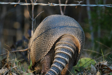 Nine-banded armadillo shell and tail with blurred background of fence, Texas wildlife closeup.