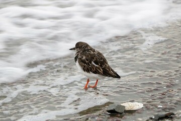 Tournepierre à collier