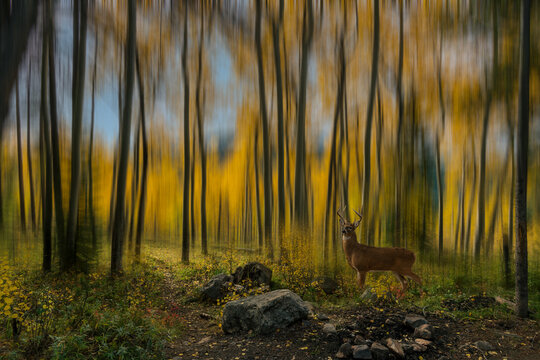 Abstract of a mule deer in a aspen forest with fall colors. 