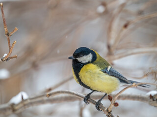 Obraz premium Cute bird Great tit, songbird sitting on a branch without leaves in the autumn or winter.