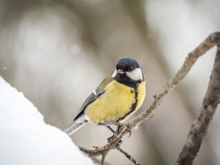 Cute bird Great tit, songbird sitting on a branch without leaves in the autumn or winter.
