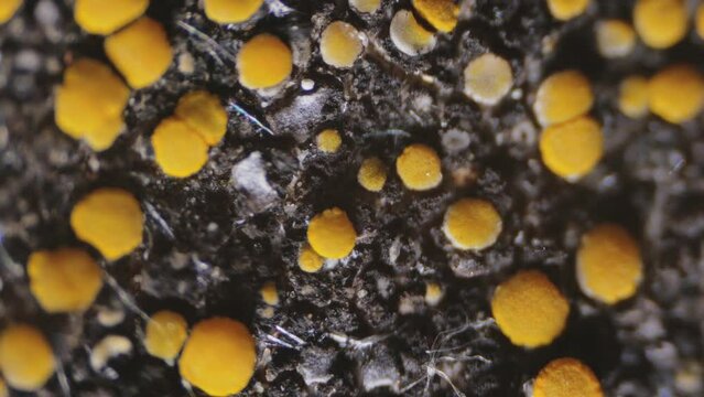 Fungi Pollen under a microscope. The male seed of the fungi for the propagation of the species. 1000X Times magnification. Smooth panning video.