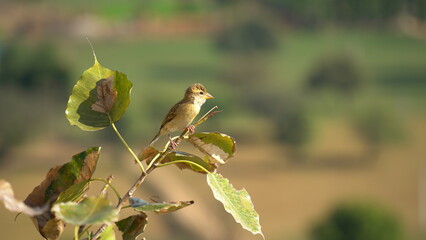 A Sparrow sitting on a wooden log in a Garden with blurred background. closeup of a House sparrow standing on a tree