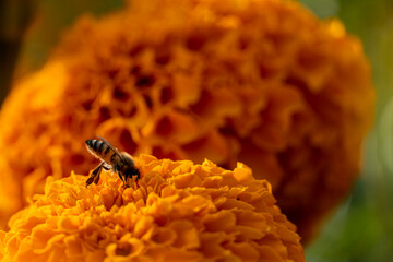 bee pollinating a cempasuchil orange flower, mexico