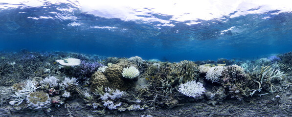 Coral bleaching panorama in Japan during a global bleaching even that shows effect of climate change