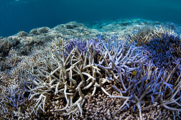 Bleached and purple fluorescing coral reef in Japan during a global coral bleaching event 