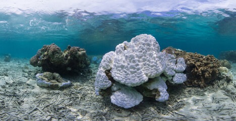 Coral bleaching on a coral reef in Japan during a global bleaching event 