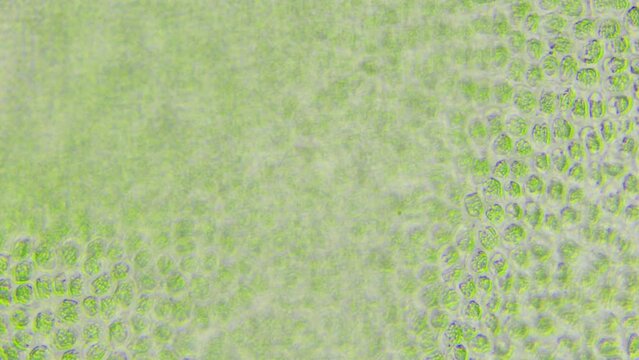 Biological research laboratory. genetic engineering. Creation of a new type of algae that eats plastic waste from the oceans. Fight against pollution of the world ocean from microplastics. Green algae