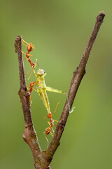 Red Ants prey on leaves in tropical forest