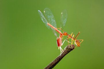 Red Ants prey on leaves in tropical forest