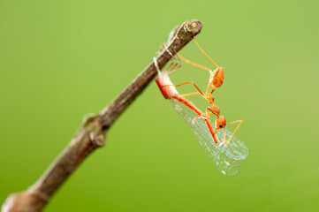 Red Ants prey on leaves in tropical forest