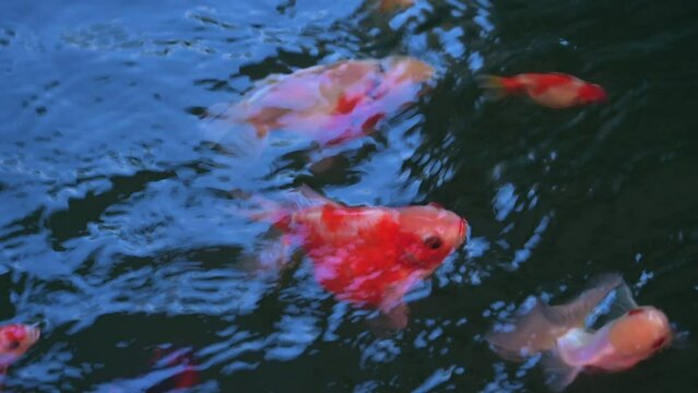 4K Video of group of colorful goldfish are swimming in the fish pond.