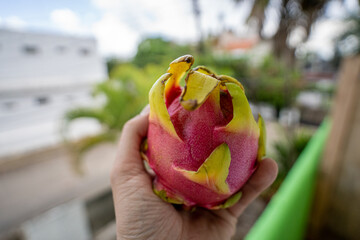 Dragonfruit in a man's hand on a background of green palms.