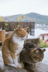 広島県・尾道市　公園のベンチでくつろぐ野良猫　Stray cats relaxing on bench in Onomichi City, Hiroshima, Japan