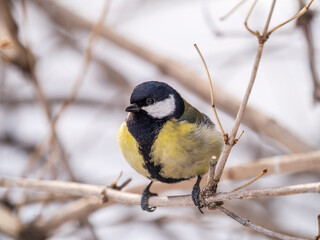 Fototapeta premium Cute bird Great tit, songbird sitting on a branch without leaves in the autumn or winter.