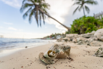 A large sea shell lies on the sand against the backdrop of palm trees and the Caribbean Sea. Close up.