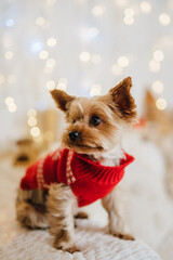 cute small puppy dog yorkshire terrier in christmas sweater 
