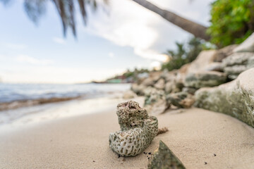 A large sea shell lies on the sand against the backdrop of palm trees and the Caribbean Sea. Close up.