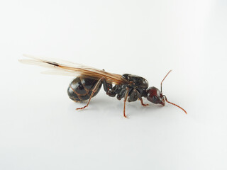 Queen of barbary harvester ant. Messor barbarus       