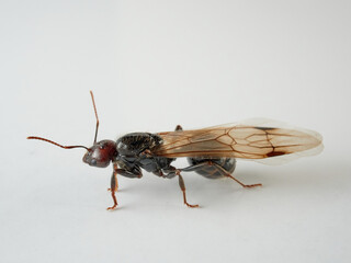 Queen of barbary harvester ant. Messor barbarus       