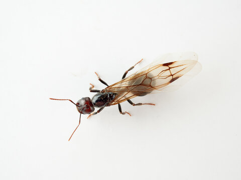 Queen of barbary harvester ant. Messor barbarus       