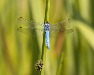 Blue dragonfly sitting on a blade of grass