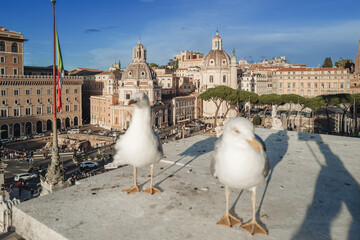 Birds on the top of Altare della Patria in Rome