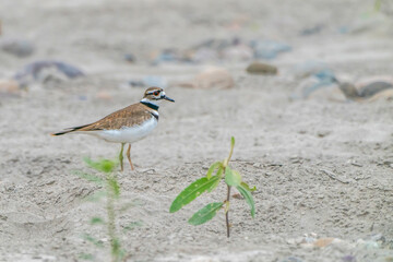 killdeer on  the sand