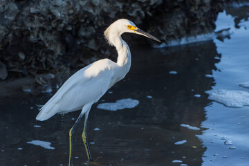 Fotografía de una garza blanca (Ardea Alba) en búsqueda de alimento al amanecer en el río en...
