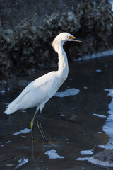 Fotografía de una garza blanca (Ardea Alba) en búsqueda de alimento al amanecer en el río en Tuxpan, Veracruz, México.