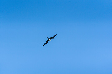 Frigatebird over Caribbean Sea, Tulum, Quintana Roo, Mexico.