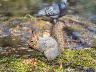 Squirrel in autumn or spring with nut on the green grass with fallen yellow leaves