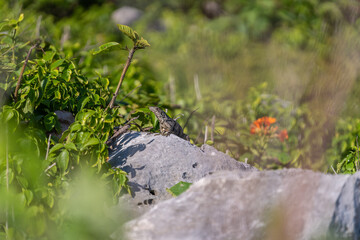 Wild Iguana Relaxing on the Rocks. Tulum, Quintana Roo, Mexico.