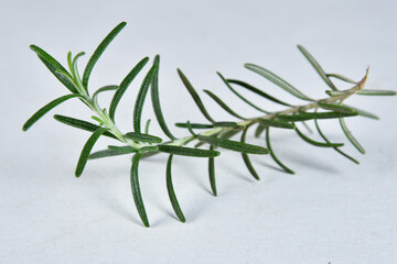 rosemary Salvia Rosmarinus is an aromatic herb common in the Mediterranean region medicinal aromatic plant used in cooking