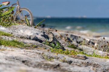 Wild Iguana Relaxing on the Rocks. Tulum, Quintana Roo, Mexico.