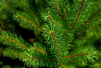 Branches of the pine tree.  General view of the branches of pine tree needles with soft green with a blurred background. Decoration to the designer