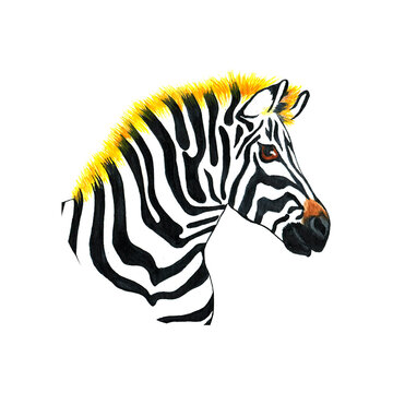 watercolor zebra head isolated on a white background. Realistic tropical animal illustration.