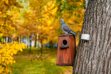 A pigeon sits over a feeder in an autumn park