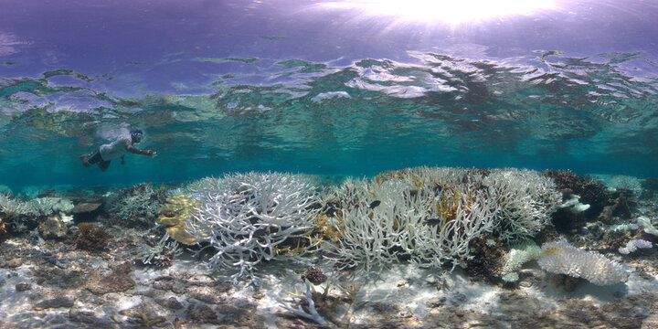 Panorama of a bleached coral reef in the Maldives, taken underwater