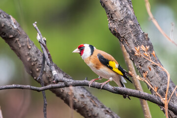The European goldfinch or simply the goldfinch, Carduelis carduelis, sits on a branch in spring on green background. The European goldfinch in wildlife.
