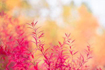 Natural beautiful background leaves of a red bush